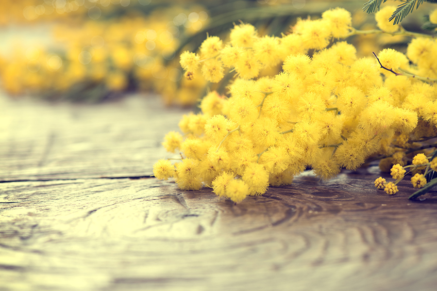 mimose festa della donna 8 marzo